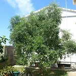 Maslina Appartement *